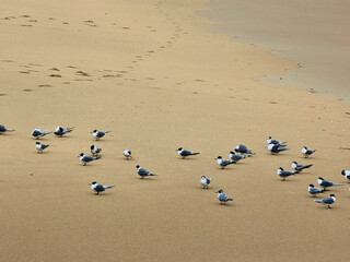 A flock of crested terns (Thalasseus bergii) At a Deserted Nobbys Beach Newcastle New South Wales on a Cold Winter's Day.
