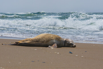 Seal rests on a sandy beach while waves crash ashore, with scattered debris in the foreground.