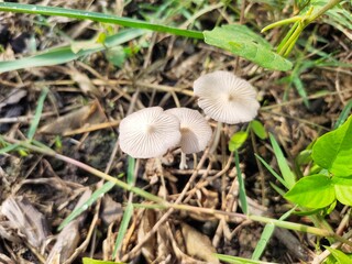 Candolleomyces candolleanus, formerly Psathyrella candolleana, is a white mushroom that grows in organic matter-rich soils and grasslands.