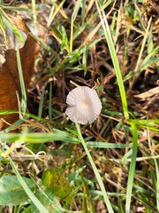 Candolleomyces candolleanus, formerly Psathyrella candolleana, is a white mushroom that grows in organic matter-rich soils and grasslands.