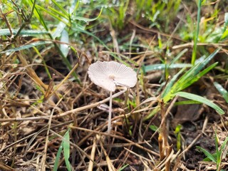 Candolleomyces candolleanus, formerly Psathyrella candolleana, is a white mushroom that grows in organic matter-rich soils and grasslands.