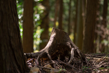 森の中の切り株