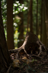 森の中の切り株