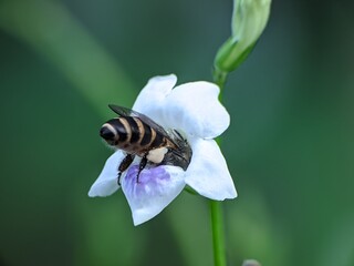 bees are sucking nectar from asystasia gangetica flowers