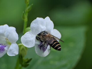 bee on a flower bees are sucking nectar from asystasia gangetica flowers