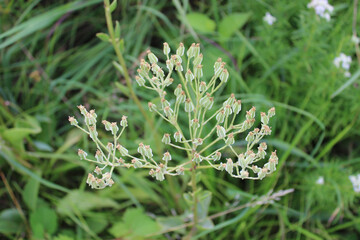 Prairie Indian plantain inflorescence at Miami Woods in Morton Grove, Illinois © John