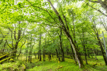 Obraz premium 霧の深い森 misty deep forest of fresh greenery