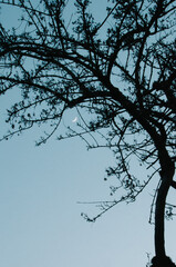 tree silhouette
