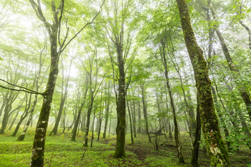 霧の深い森　misty deep forest of fresh greenery