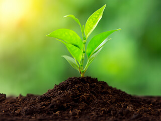 Fototapeta premium young green plant in soil