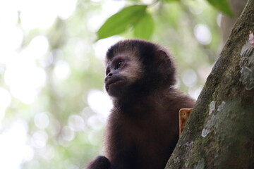 Monkey in Iguazu Falls