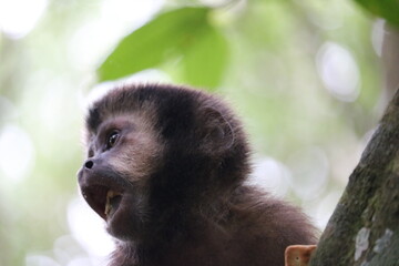 Monkey in Iguazu Falls