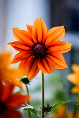 orange daisy flower
