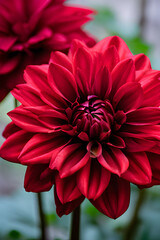 Beautiful dahila flower with colourful petals and 