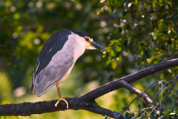 a black crowned Night Heron bird perched up in a tree branch