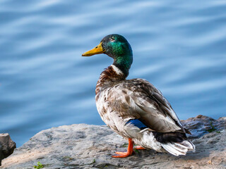 Obraz premium Beautiful male Mallard duck standing on the stone by the water