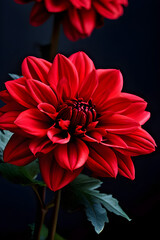red dahlia flower with colourful petals flora summer 