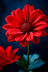red gerbera flower