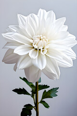 white dahlia flower