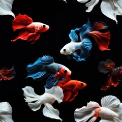 Fototapeta premium betta fish on a black background