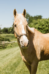 Obraz premium Palomino horse outside of barn in the sunshine