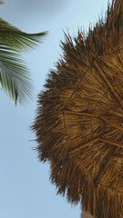 Beach with palm trees in summer