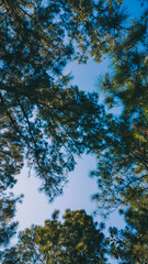 Sky landscape with green pine leaves in spring season