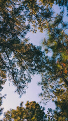 Sky landscape with green pine leaves in spring season