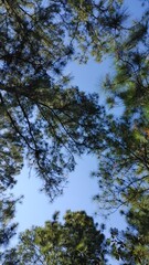 Sky landscape with green pine leaves