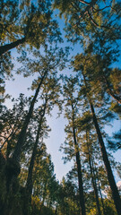 Landscape of a forest full of pine trees