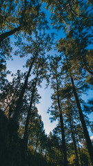Landscape of a forest full of pine trees