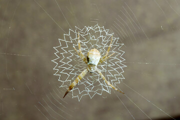 コガタコガネグモの幼体が創り出す素晴らしく芸術的なレース編み柄の蜘蛛の巣（自然光マクロ接写）