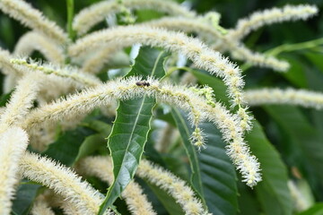 Japanese chestnut flowers.Fagaceae deciduous fruit tree.Diclinous and insect-pollinated, attracting insects with the scent of the male flowers.