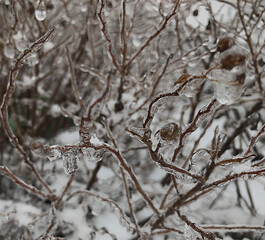 Winter's Embrace: Close-Up of Ice-Covered Branches in Serene Natural Setting
