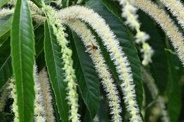 Japanese chestnut flowers.Fagaceae deciduous fruit tree.Diclinous and insect-pollinated, attracting insects with the scent of the male flowers.