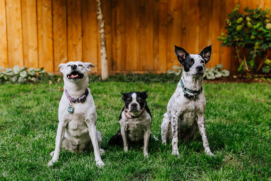 Three dogs outside in park - Powered by Adobe