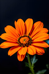 Orange colour flower with black background 