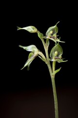 Pixie cap, or heart-leaved, orchid (acianthus sincliarii). This tiny orchid is endemic to New Zealand.