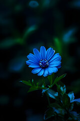 Daisy Blue colour flower 