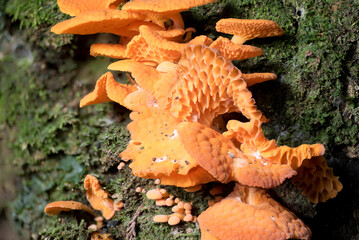 Orange pore fungi (favolaschia calocera) growing on a tree trunk in Auckland, New Zealand.