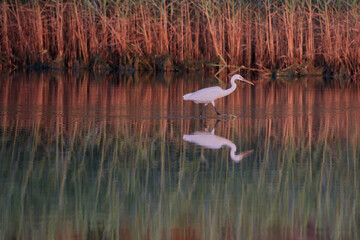 Egret reflection