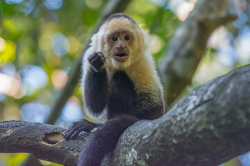 This White-faced Monkey was trying to communicate