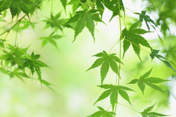 かえでの青葉のクローズアップ