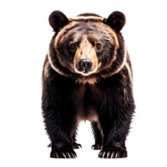 Fototapeta premium American black bear png, AI Generated