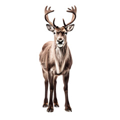 Reindeer png, AI generated