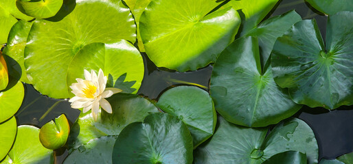 Lotus flowers in a pond blooming in summer