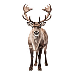 Fototapeta premium Reindeer png, AI generated