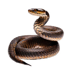 Obraz premium Water moccasin PNG, AI Generated
