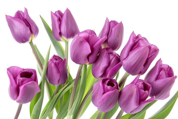 Fresh Purple Tulips: Elegant and Vibrant Floral Bouquet for Springtime