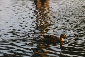 Swimming Duck
